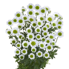 Crisantemo Santini Nebula White