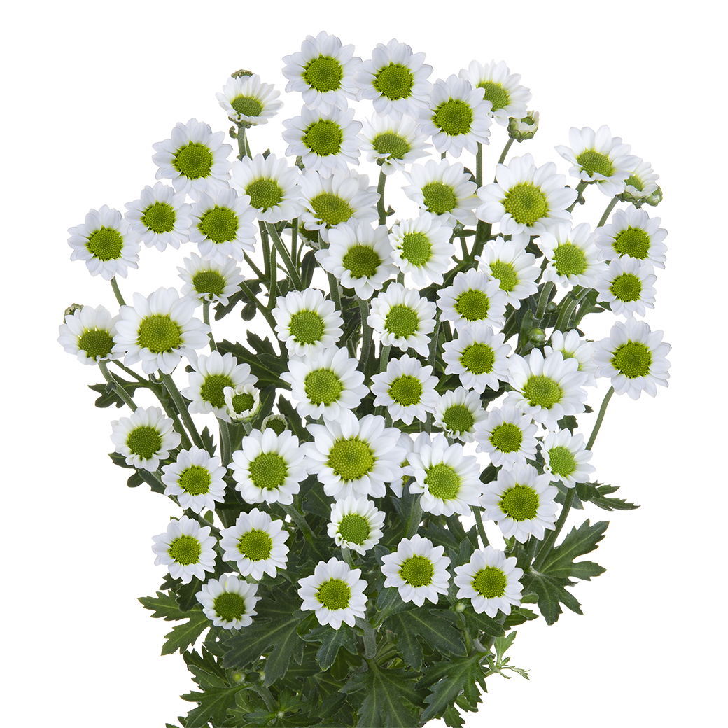 Crisantemo Santini Nebula White