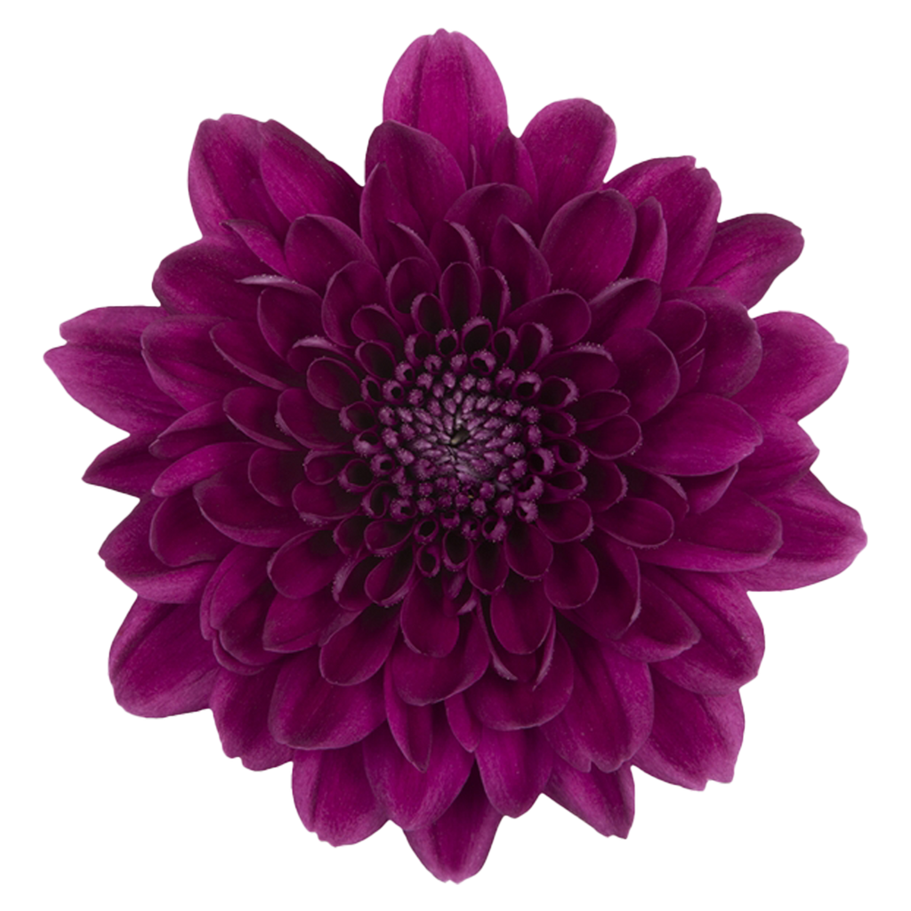 Crisantemo Cushion Pascua Purple