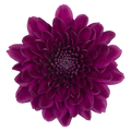 Crisantemo Cushion Pascua Purple