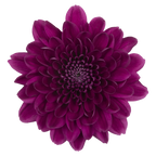 Crisantemo Cushion Pascua Purple