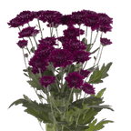 Crisantemo Cushion Pascua Purple