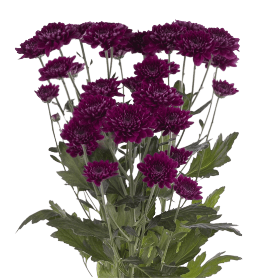 Crisantemo Cushion Pascua Purple