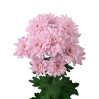 Crisantemo Cushion Petrushka