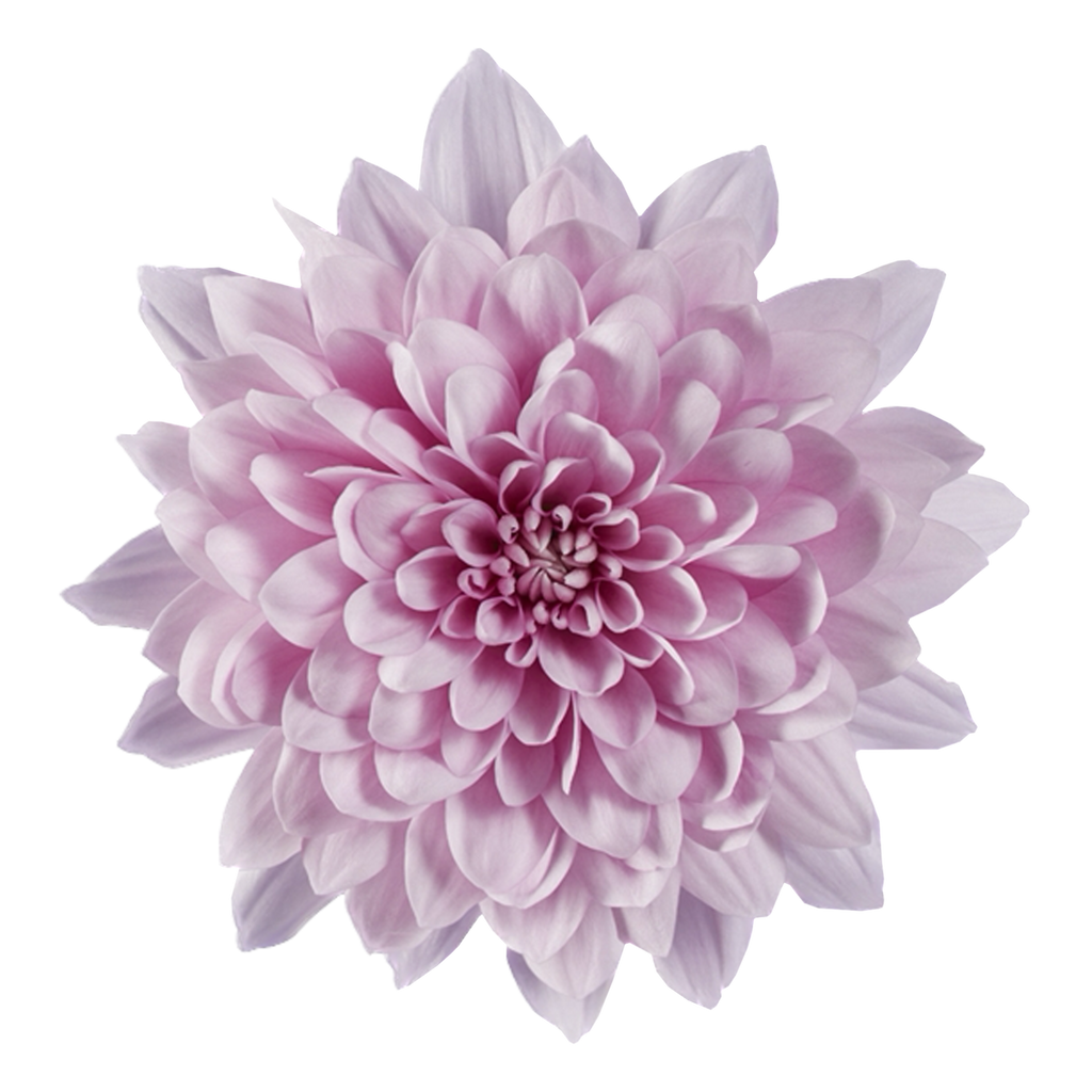 Crisantemo Cushion Sakura Lavander