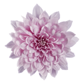 Crisantemo Cushion Sakura Lavander
