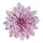 Crisantemo Cushion Sakura Lavander