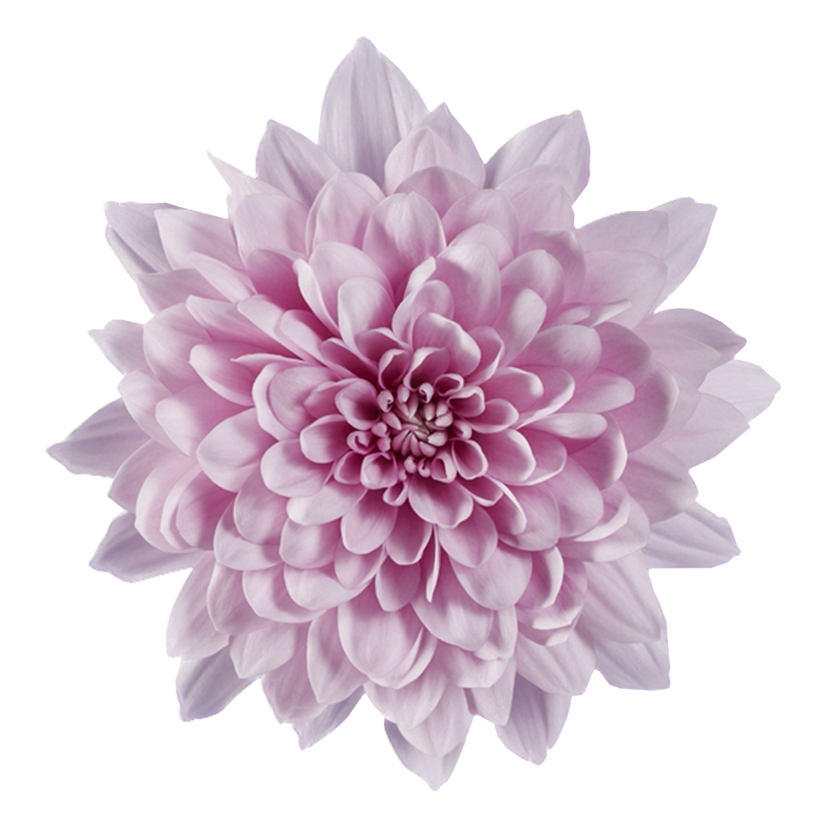 Crisantemo Cushion Sakura Lavander