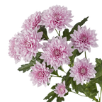 Crisantemo Cushion Sakura Lavander