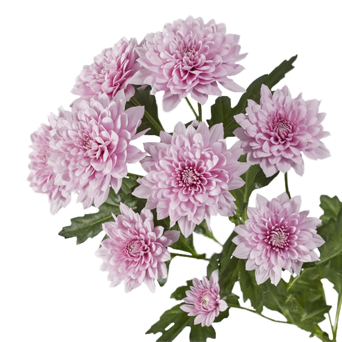 Crisantemo Cushion Sakura Lavander