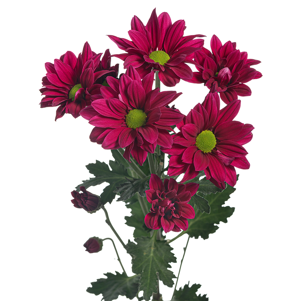 Crisantemo Daisy Stardust