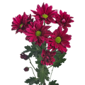 Crisantemo Daisy Stardust