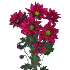Crisantemo Daisy Stardust