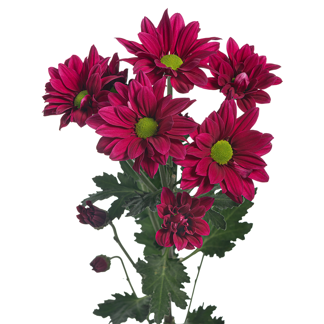 Crisantemo Daisy Stardust