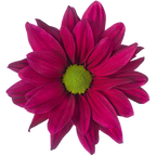 Crisantemo Daisy Stardust