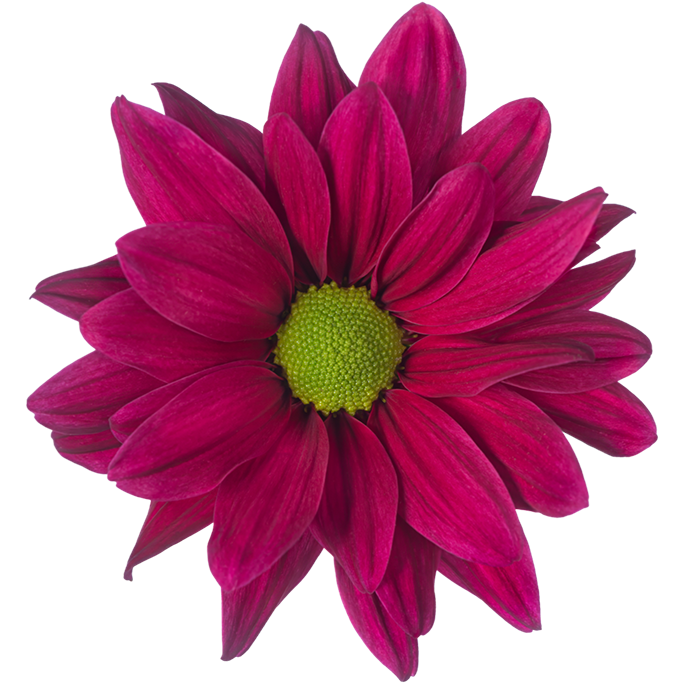Crisantemo Daisy Stardust