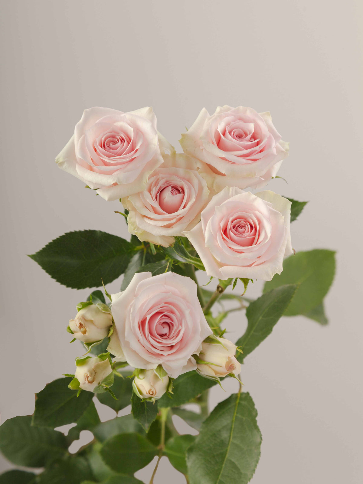 Rosa Blush