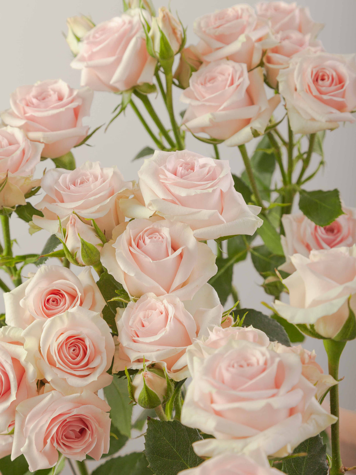 Rosa Blush