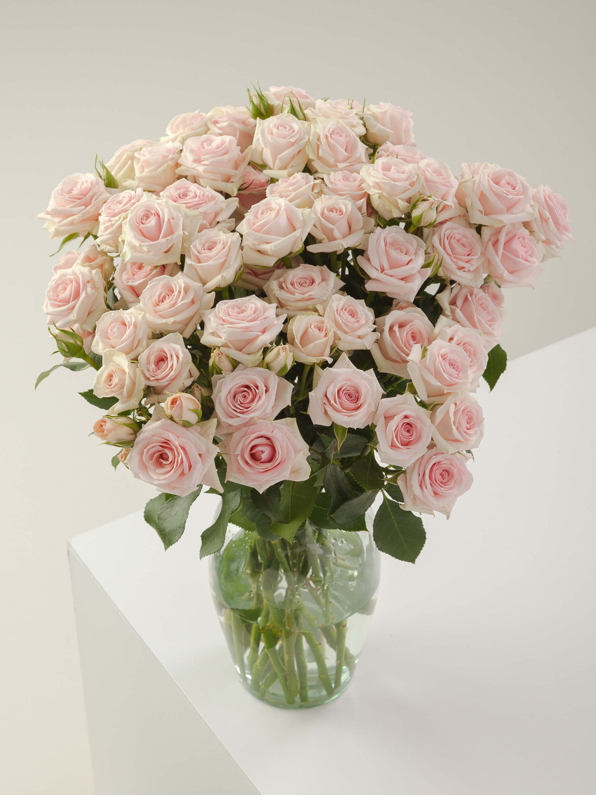 Rosa Blush