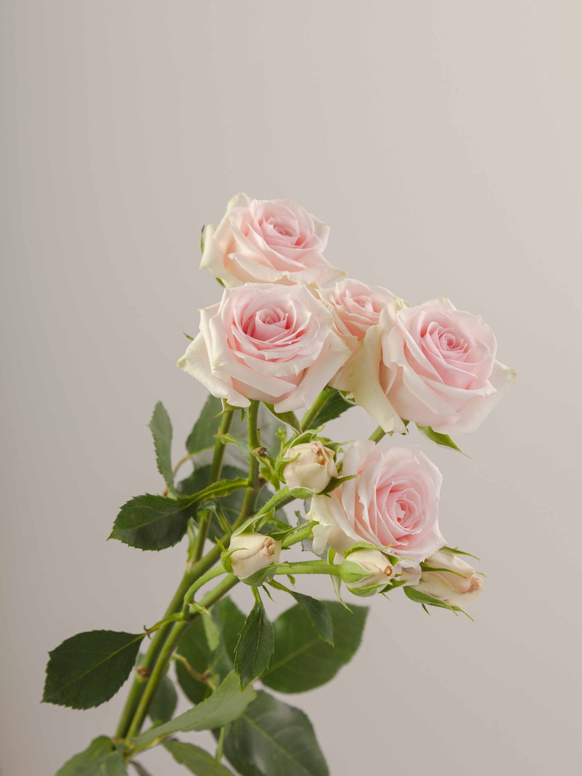Rosa Blush