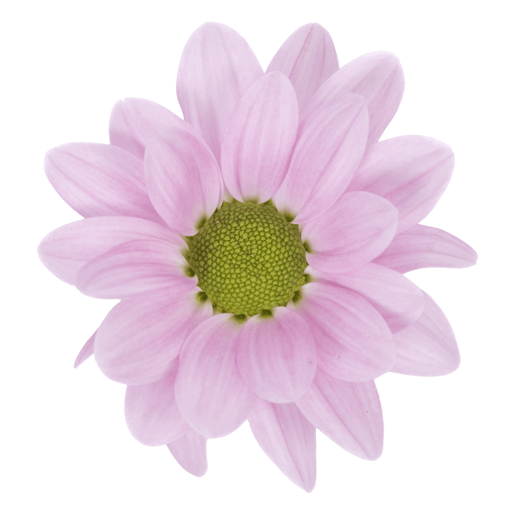 Crisantemo Daisy Top Dollar Pink