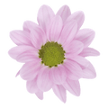 Crisantemo Daisy Top Dollar Pink