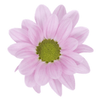 Crisantemo Daisy Top Dollar Pink