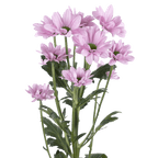 Crisantemo Daisy Top Dollar Pink