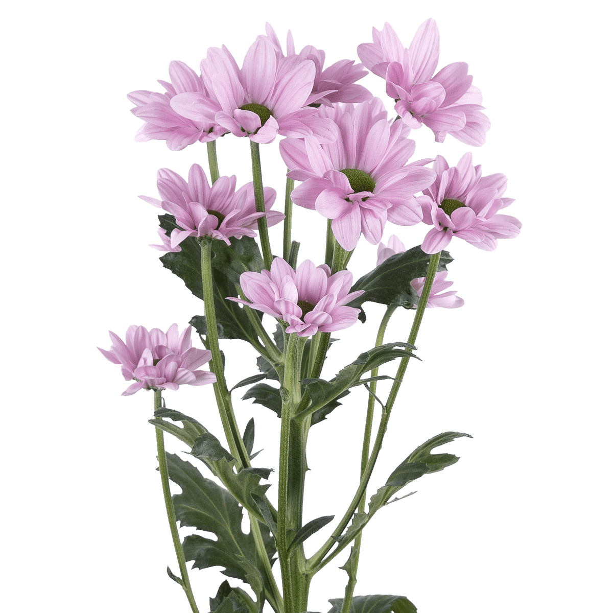 Crisantemo Daisy Top Dollar Pink
