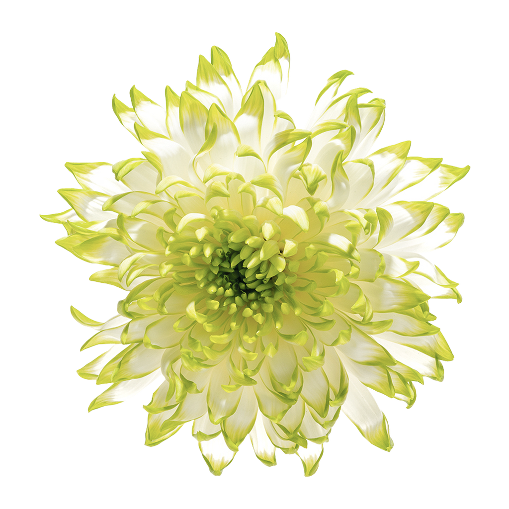 Crisantemo Cushion Zembla Lime