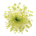 Crisantemo Cushion Zembla Lime
