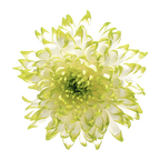 Crisantemo Cushion Zembla Lime