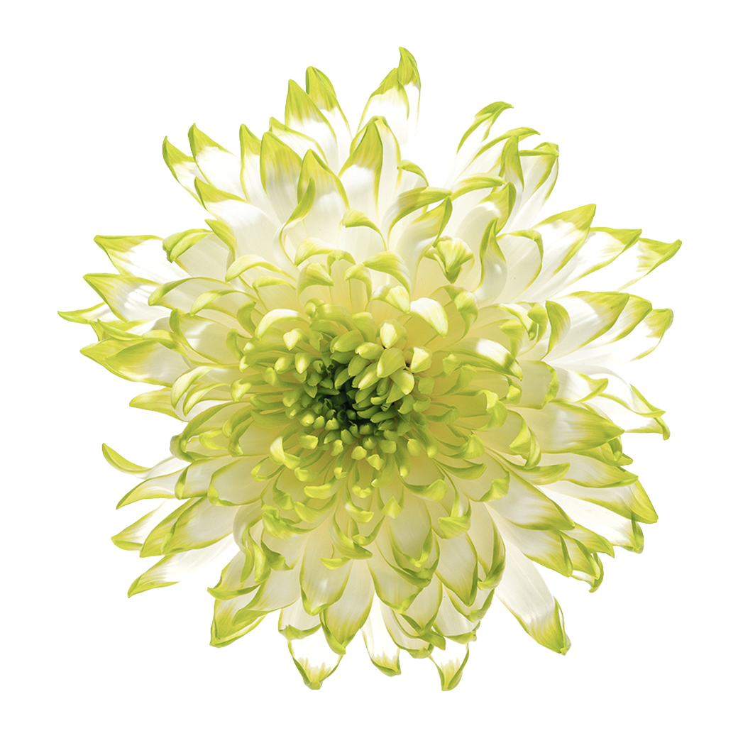 Crisantemo Cushion Zembla Lime