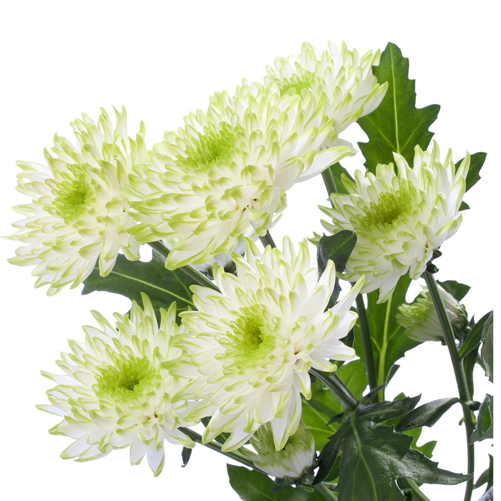 Crisantemo Cushion Zembla Lime