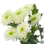 Crisantemo Cushion Zembla Lime
