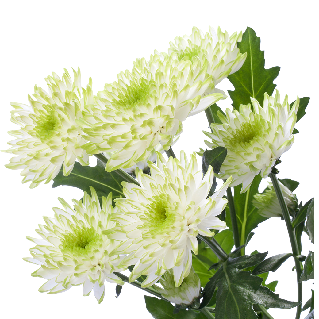 Crisantemo Cushion Zembla Lime