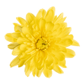 Crisantemo Cushion Zembla Sunny