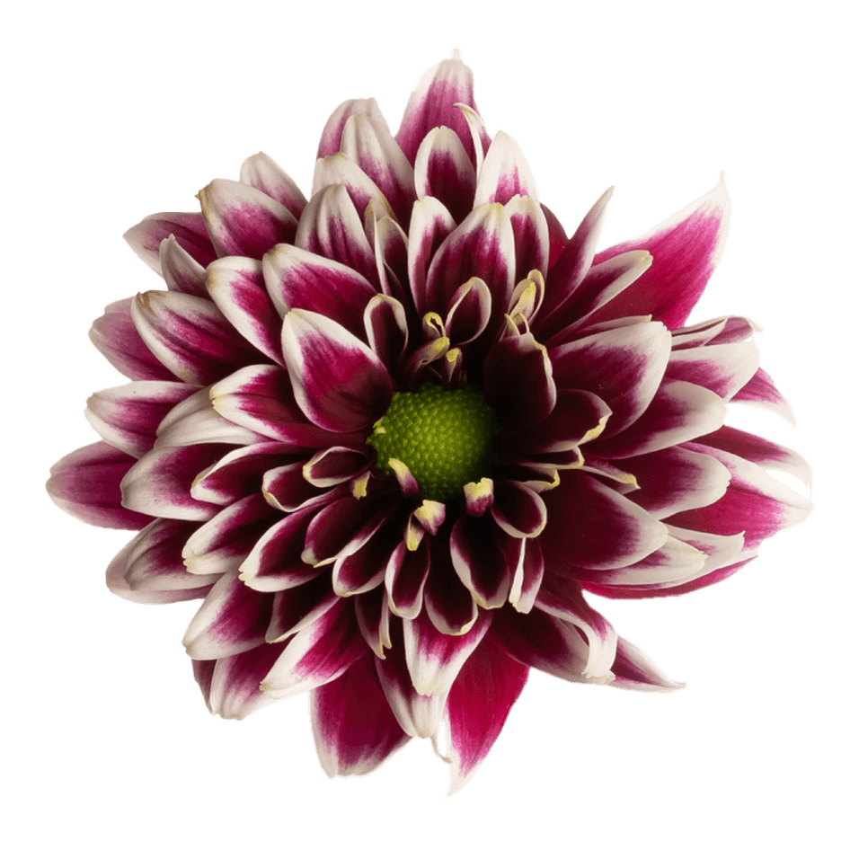 Crisantemo Daisy Amethyst Dark