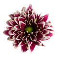 Crisantemo Daisy Amethyst Dark