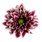 Crisantemo Daisy Amethyst Dark