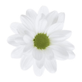 Crisantemo Daisy Nevado White