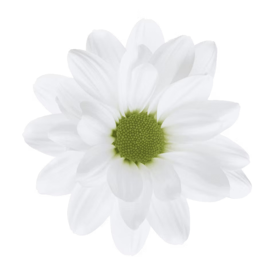 Crisantemo Daisy Nevado White