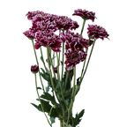 Crisantemo Daisy Amethyst Dark