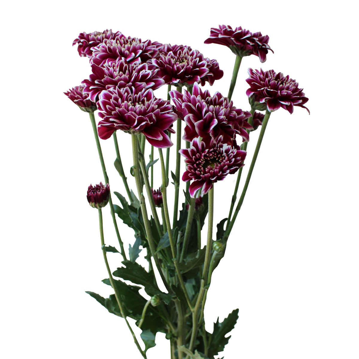 Crisantemo Daisy Amethyst Dark