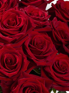 Ramo de rosas rojas intensas Vivero El Rocío, flores de corte frescas con pétalos aterciopelados para arreglos florales