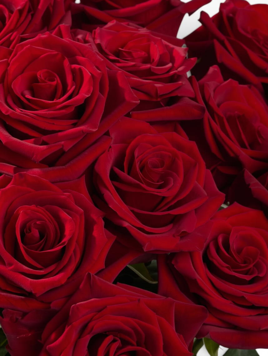 Ramo de rosas rojas intensas Vivero El Rocío, flores de corte frescas con pétalos aterciopelados para arreglos florales