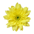 Crisantemo Cushion Jamelia Yellow