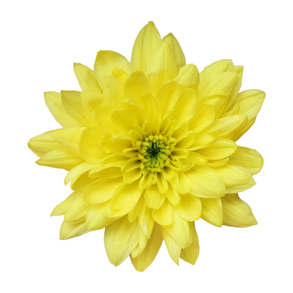 Crisantemo Cushion Jamelia Yellow