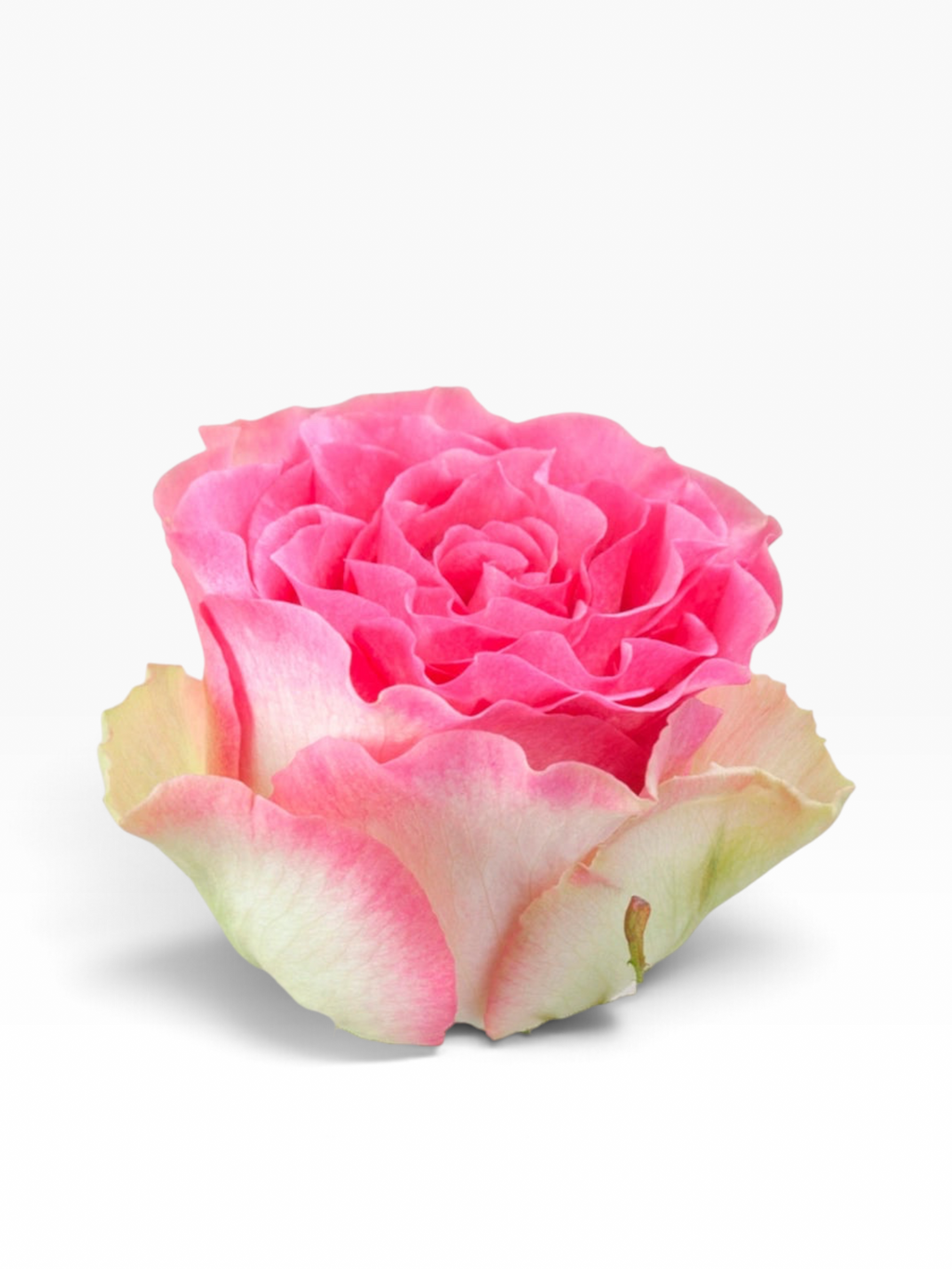 Rosa Malibú de My Store 3 con pétalos rosados vibrantes y bordes exteriores en tonos crema para arreglos florales.