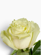 Rosa Mondial de My Store 3, rosa de corte color crema con pétalos aterciopelados sobre fondo negro
